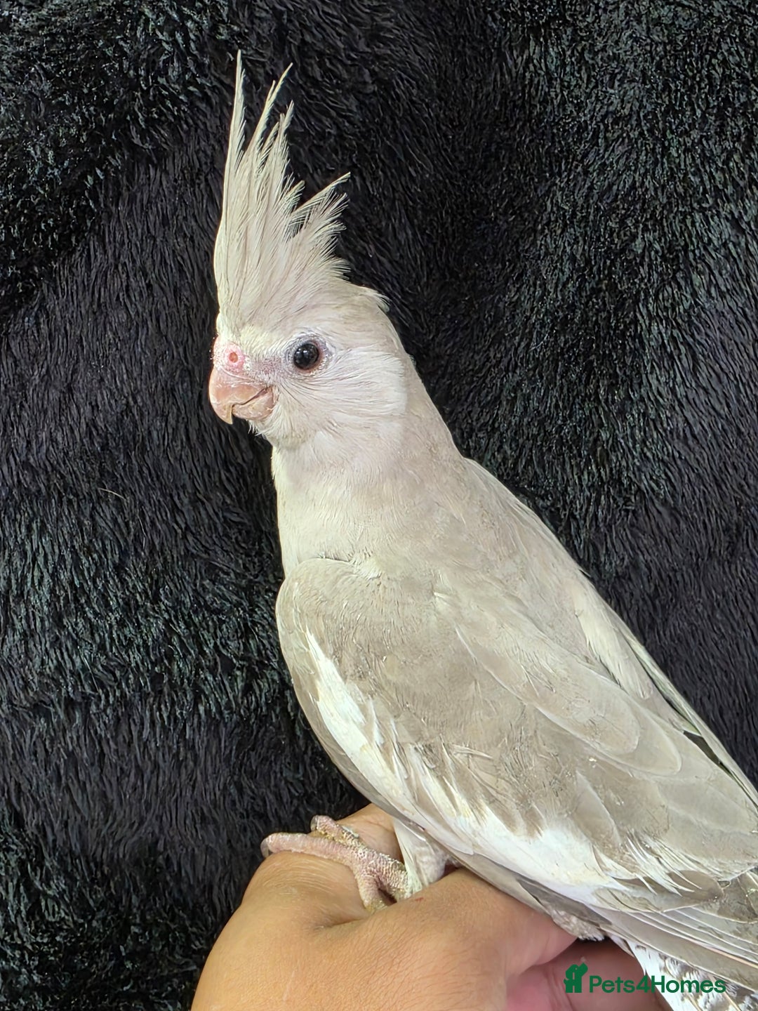 Cockatiels birds for sale: Silly hand tamed baby cockatiels for sale  - Image 6