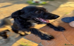 Mixed Breed dogs for adoption: LION - a Lovely young Boy, for a Loving Home - Image 11