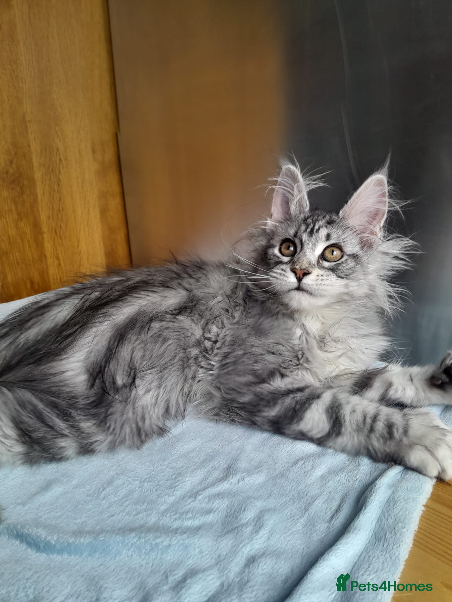 Maine Coon cats black silver poly Girl&others 5G TICA maine coon  - Advert 10