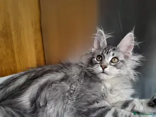 Maine Coon cats black silver poly Girl&others 5G TICA maine coon - Advert 10