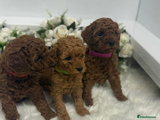 Toy Poodle dogs Toy poodle puppies - Advert 1