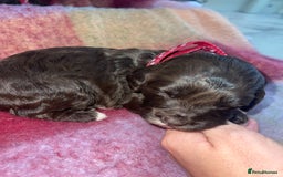 Cockapoo dogs for sale: 7 beautiful cockapoo puppy’s  - Advert 10