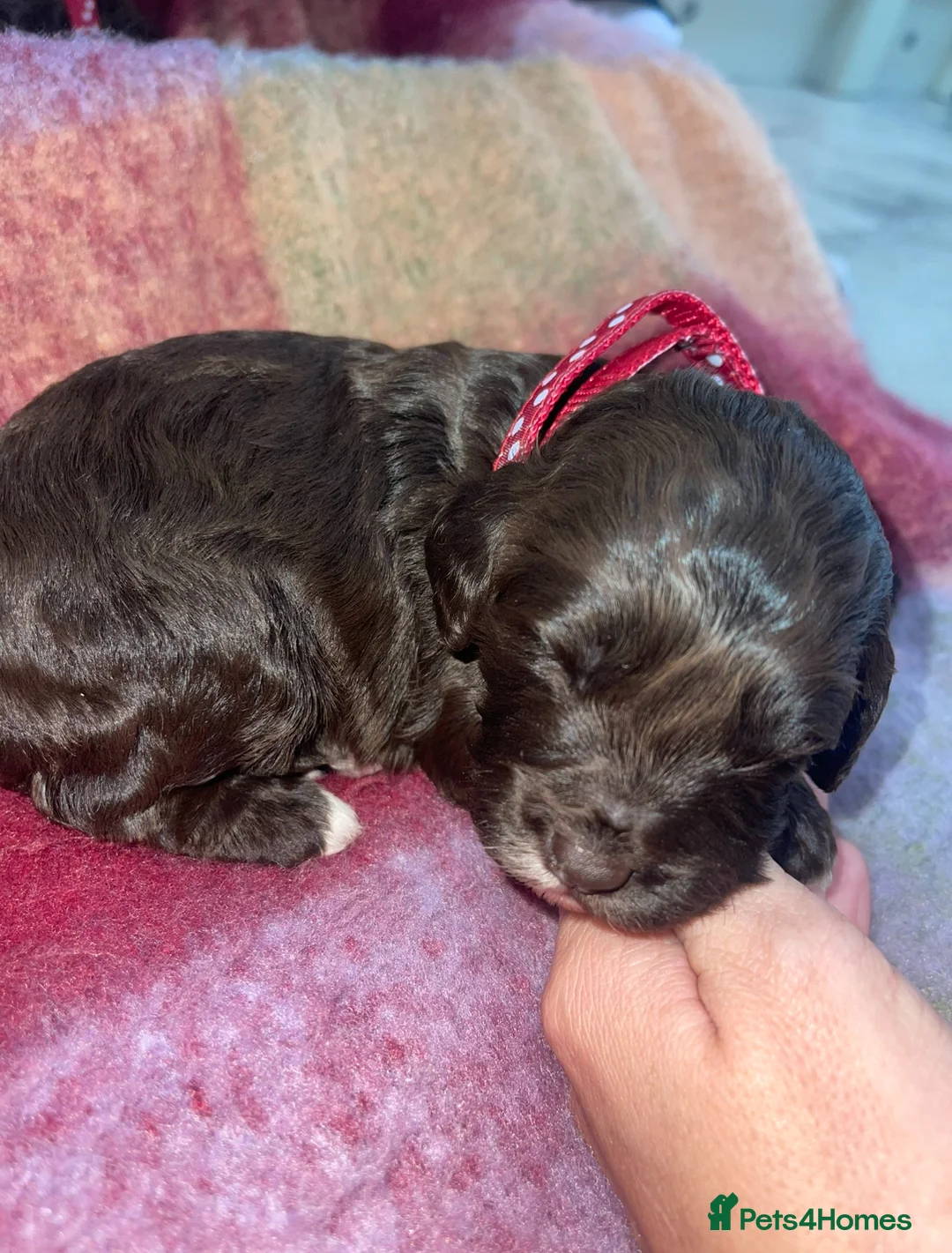 Cockapoo dogs for sale: Beautiful cockapoo puppies ONLY 1 LEFT! price drop - Advert 18