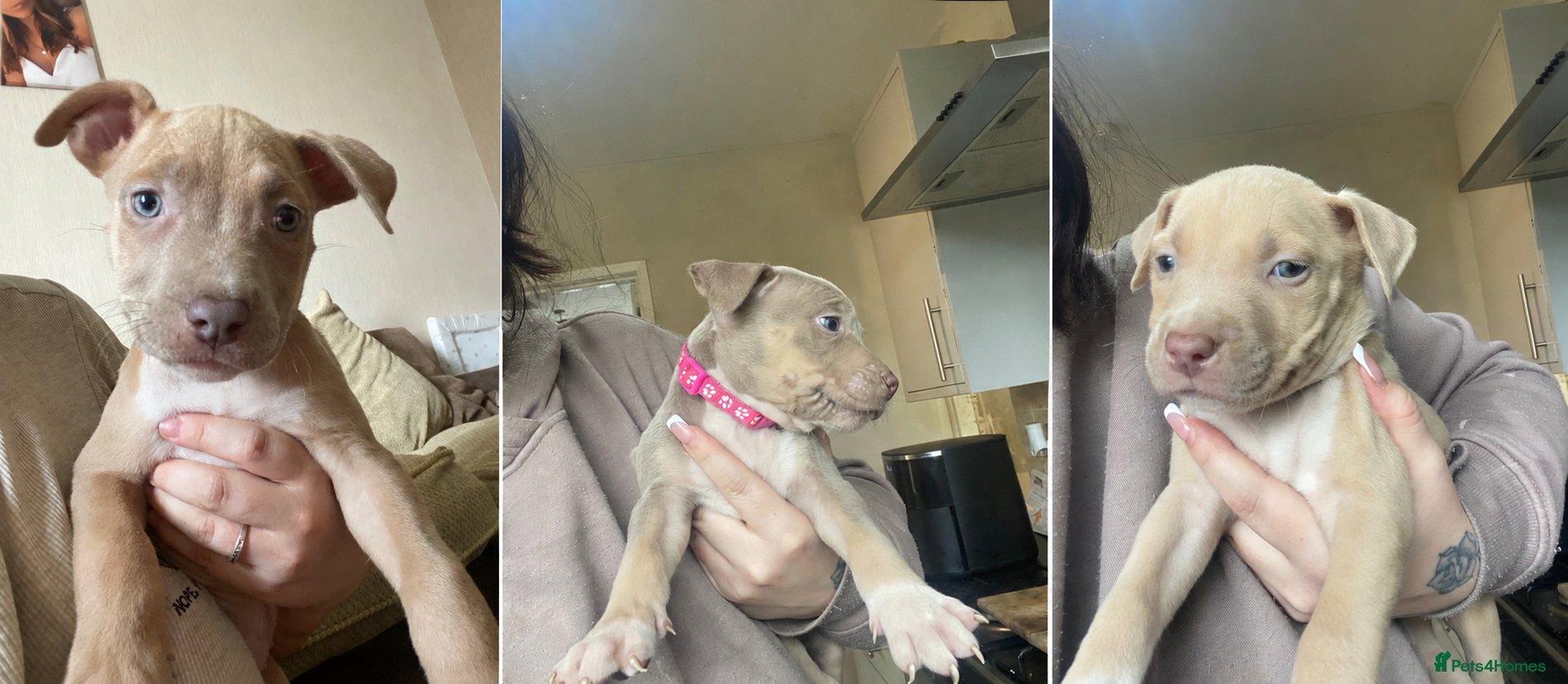 American Bully dogs ❗️READY TO LEAVE TODAY ❗️REDUCED❗️ - Advert 6