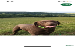 Labrador Retriever dogs for sale: Stunning kc silver Labradors  - Image 24