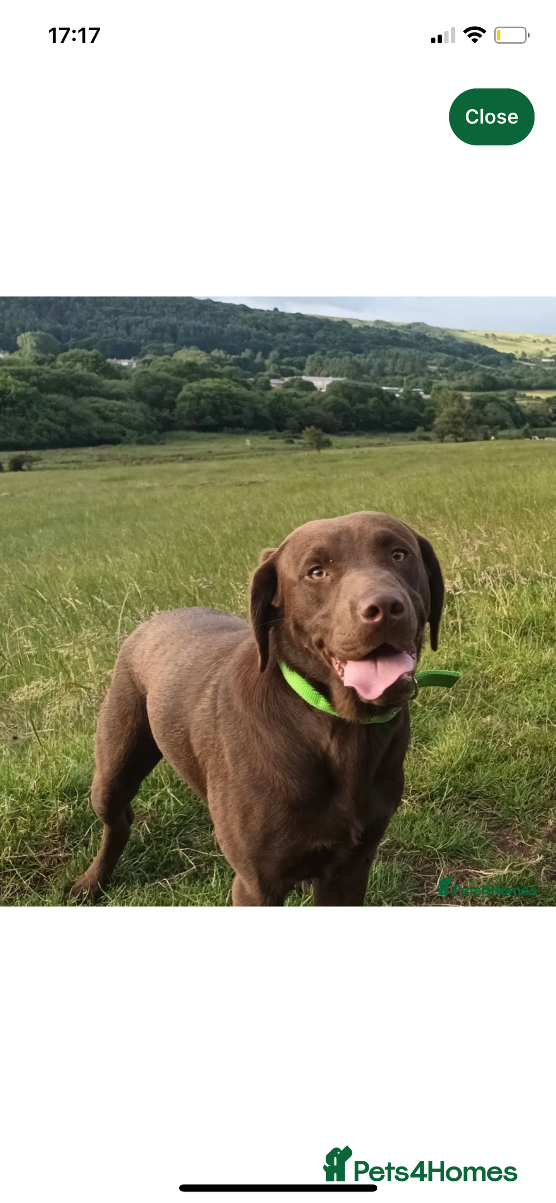 Labrador Retriever dogs for sale: Stunning kc silver Labradors  - Image 24