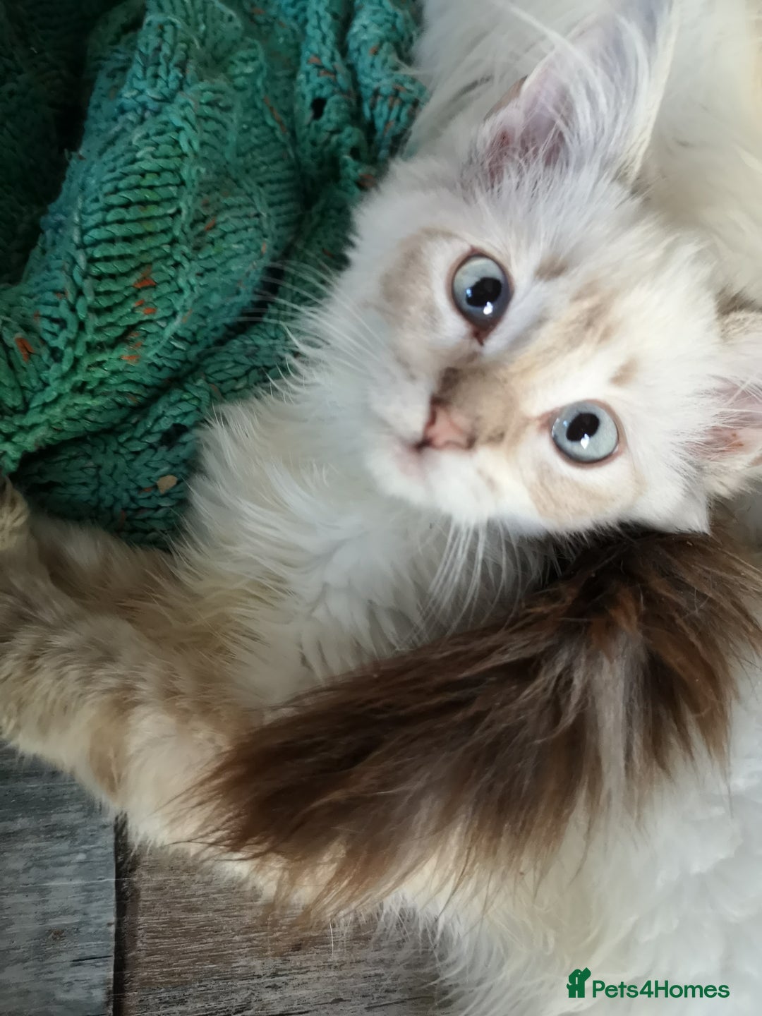 Ragdoll cats for sale: TICA Ragdoll Kittens (pet only)  - Image 8