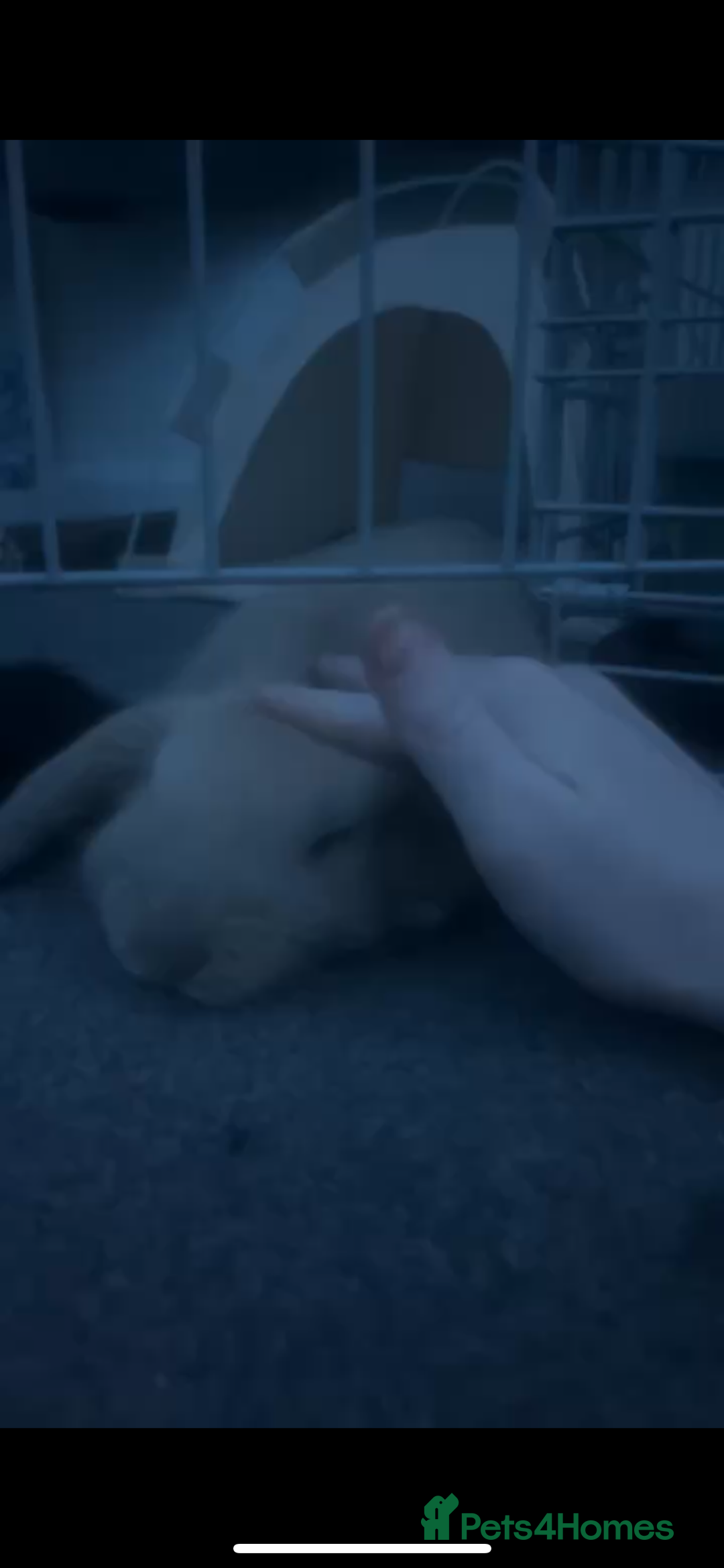 Mini Lion Lop rabbits for sale: mini lop - Image 2