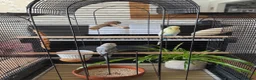 Budgerigars birds for sale: Young Budgies in Carlisle - Advert 4