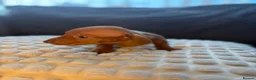 Miniature Dachshund dogs for sale: 🐾 KC Registered Miniature Dachshund Puppies 🐾 - Advert 12