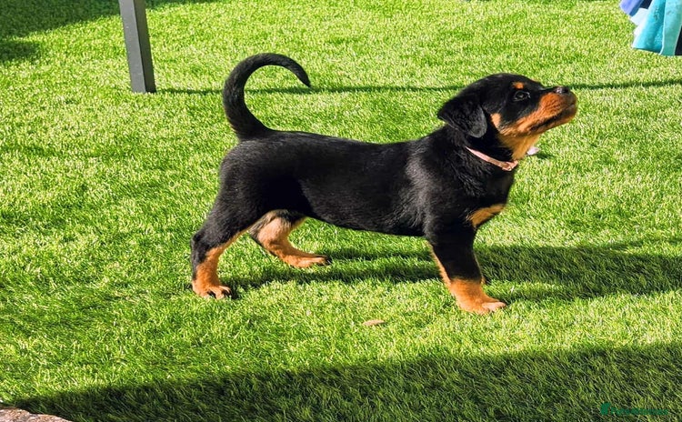 Rottweiler dogs - Advert 5