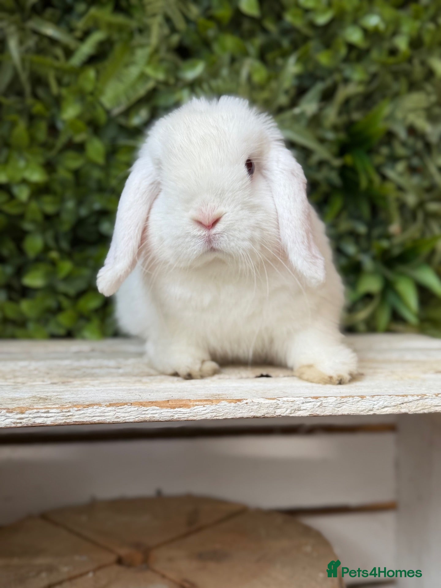 Mini Lop rabbits Lovely mini lop buck  - Advert 16