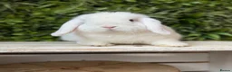 Mini Lop rabbits for sale: Lovely mini lop buck  - Advert 1