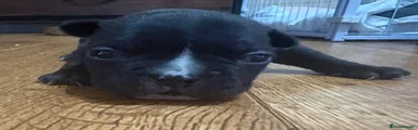 French Bulldog 5