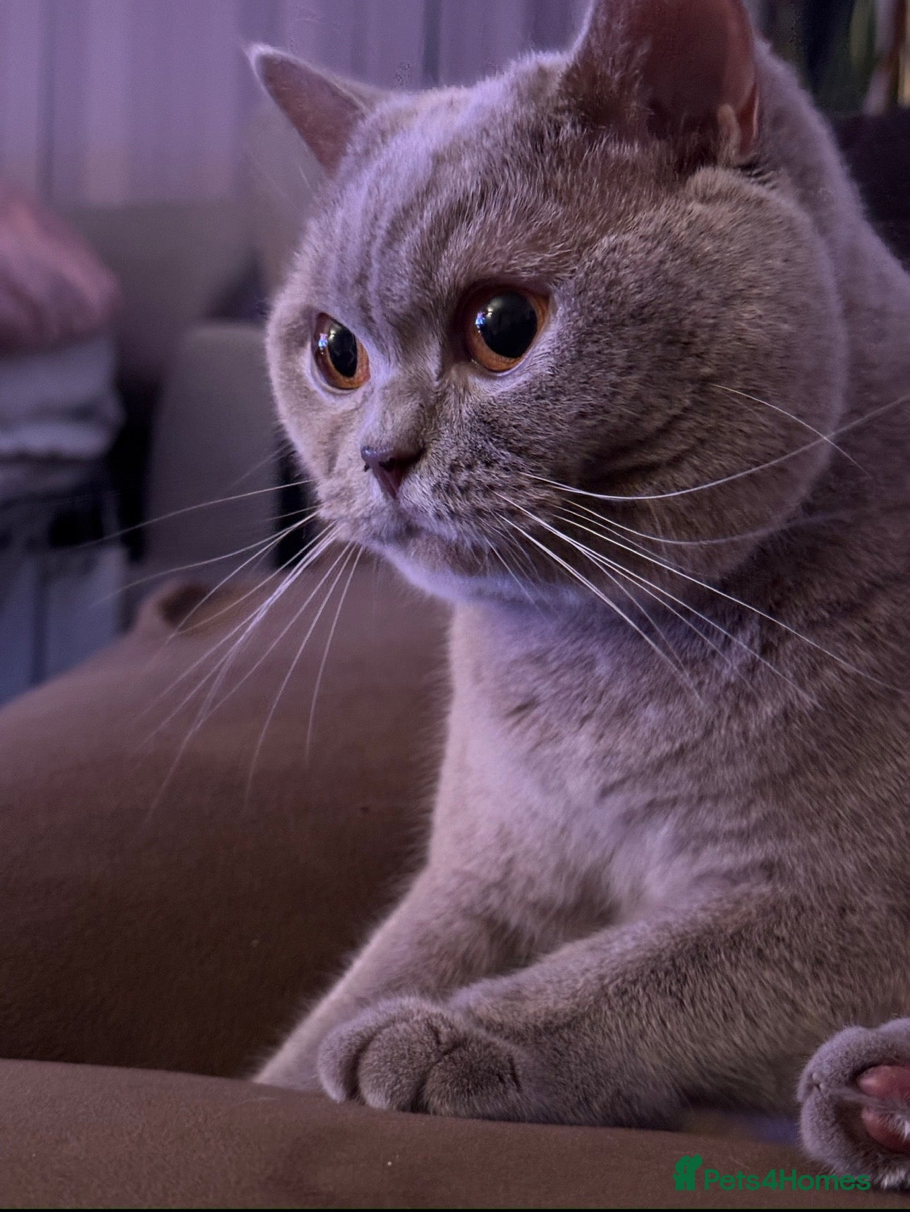 British Shorthair cats Beautiful Lilac Scottish Straight Female  - Advert 4
