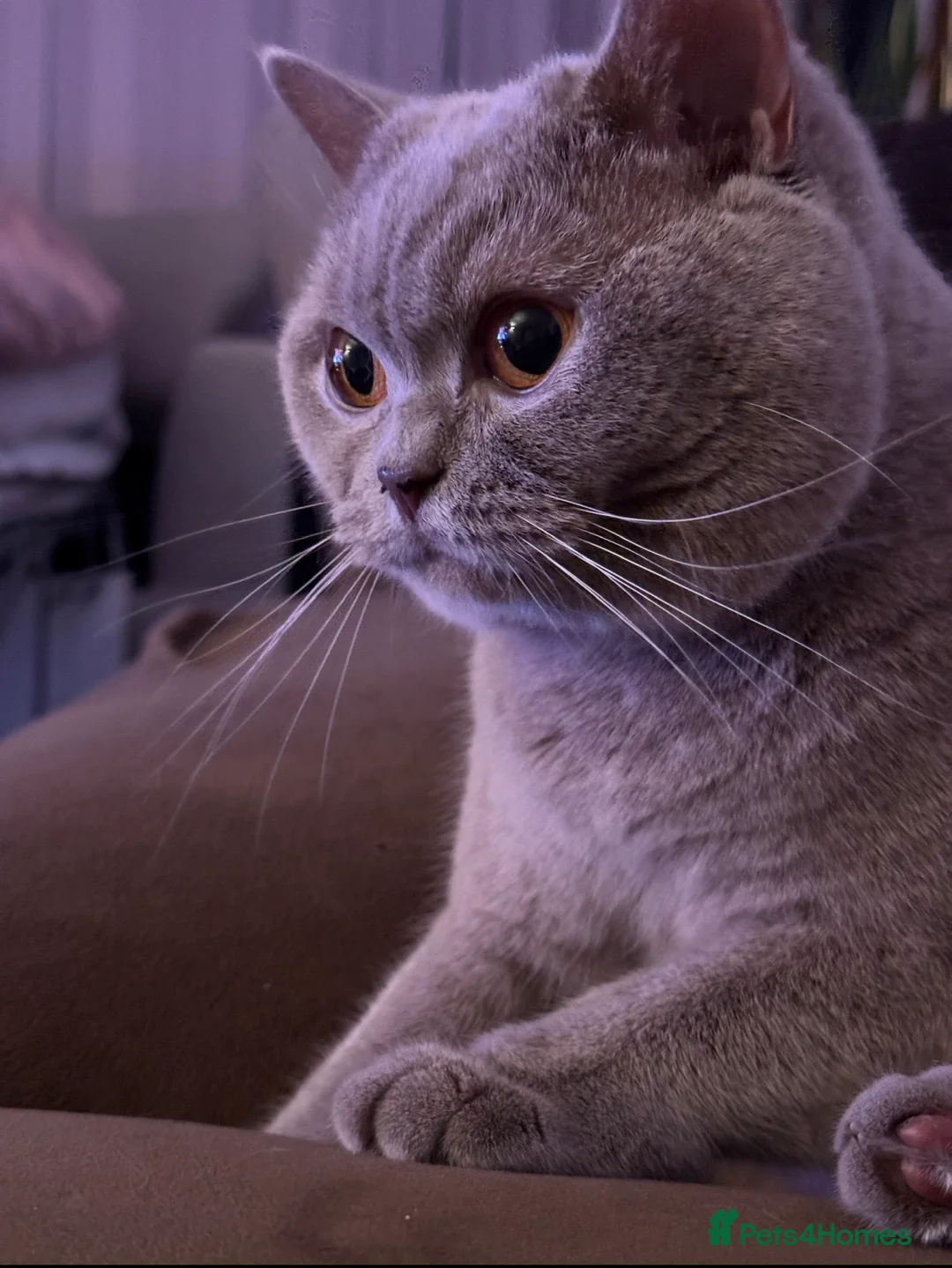 British Shorthair cats for sale: Beautiful Lilac Scottish Straight Female  in Manchester - Advert 1