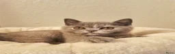 British Shorthair cats for sale: British Shorthair Blue Tortie Female Available  - Advert 7