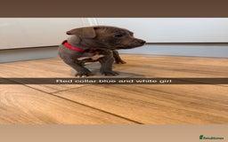Mixed Breed dogs for sale: Staffy x mastiff mix  - Image 22
