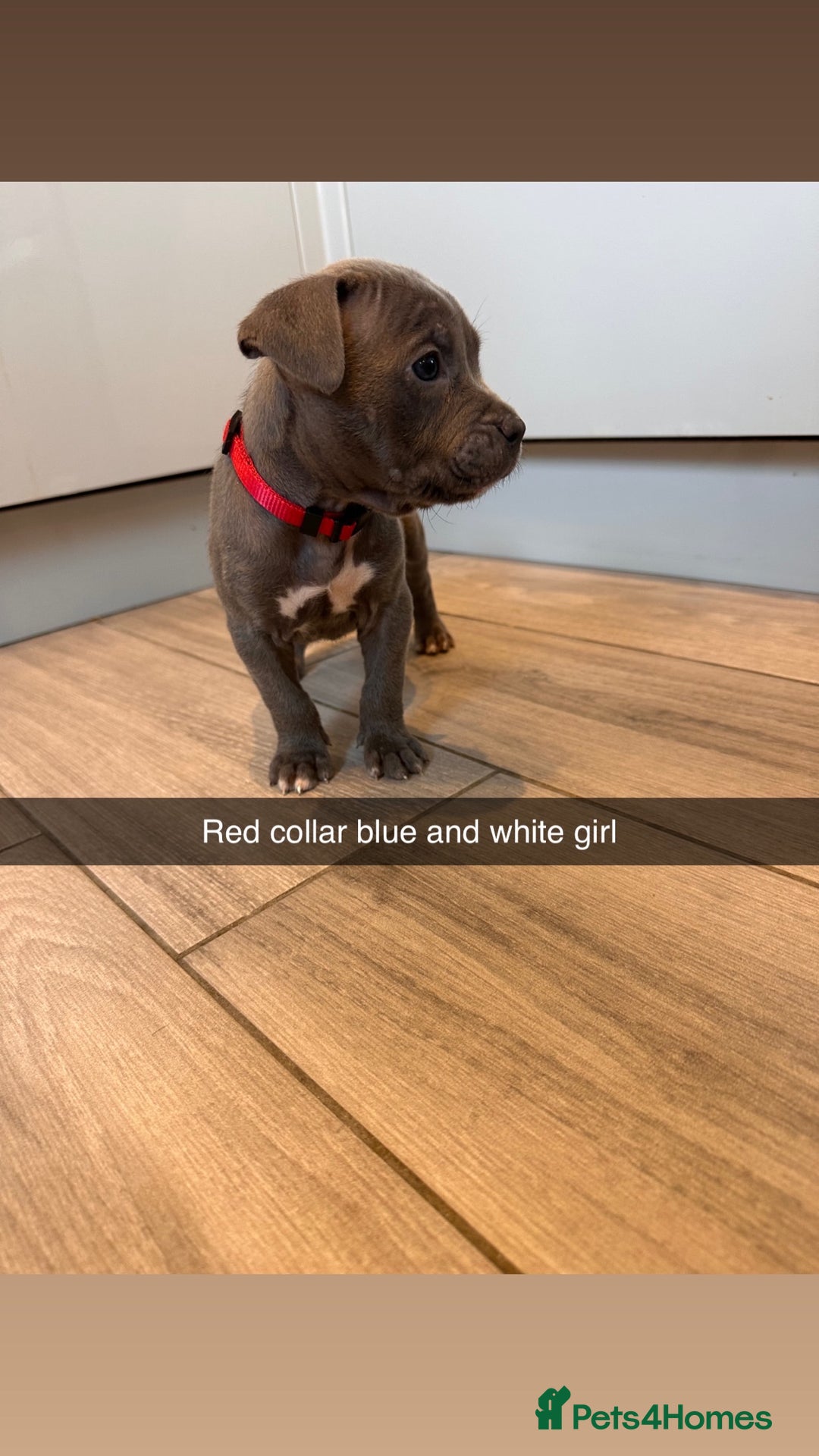 Mixed Breed dogs for sale: Staffy x mastiff mix  - Image 22