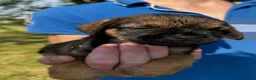 Border Terrier dogs for sale: 🧡 Fantastic KC Border Terriers 🧡 - Advert 17