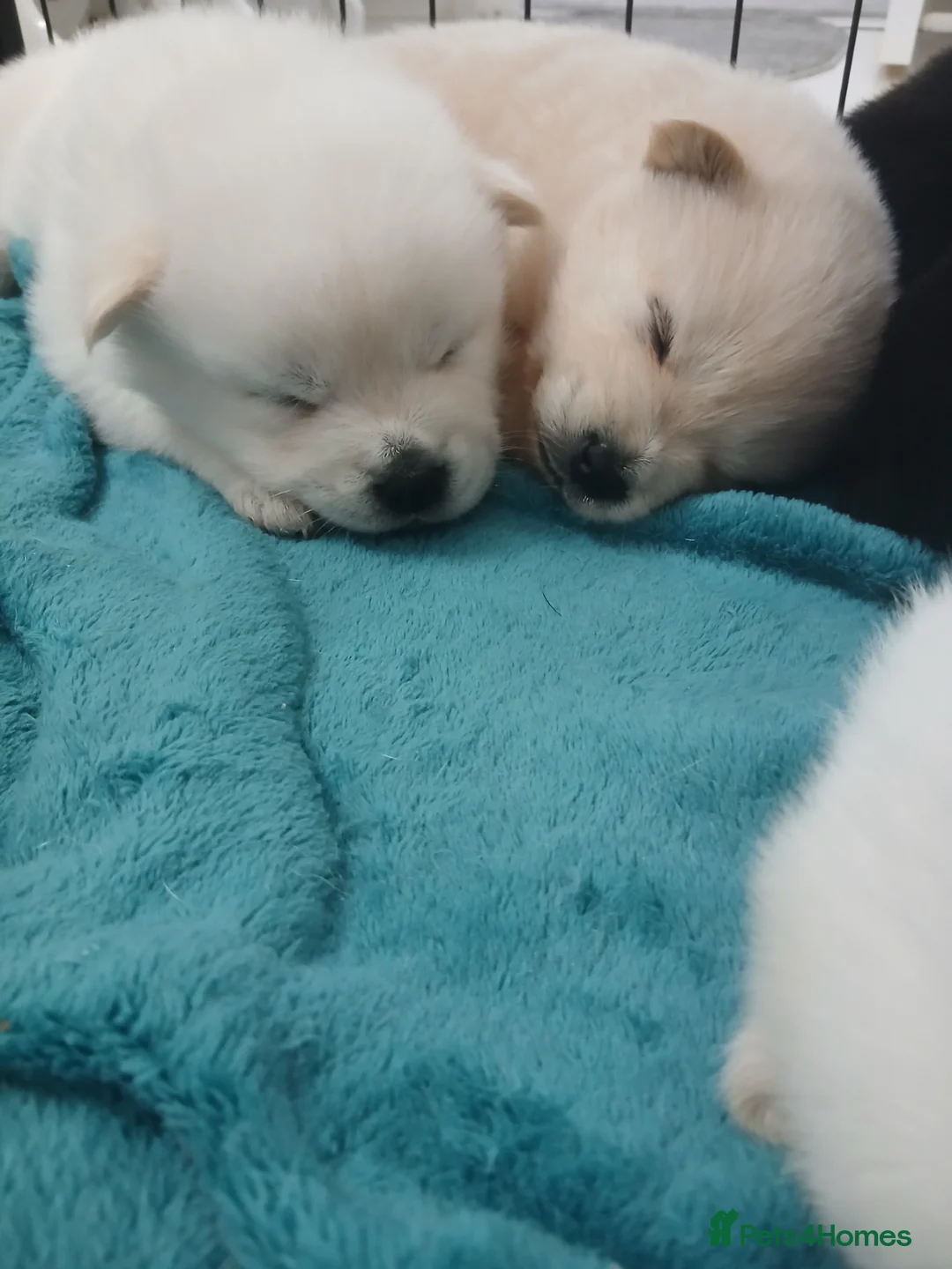 Mixed Breed dogs for sale: 5 stunning hybrid chowskis pups - Advert 6