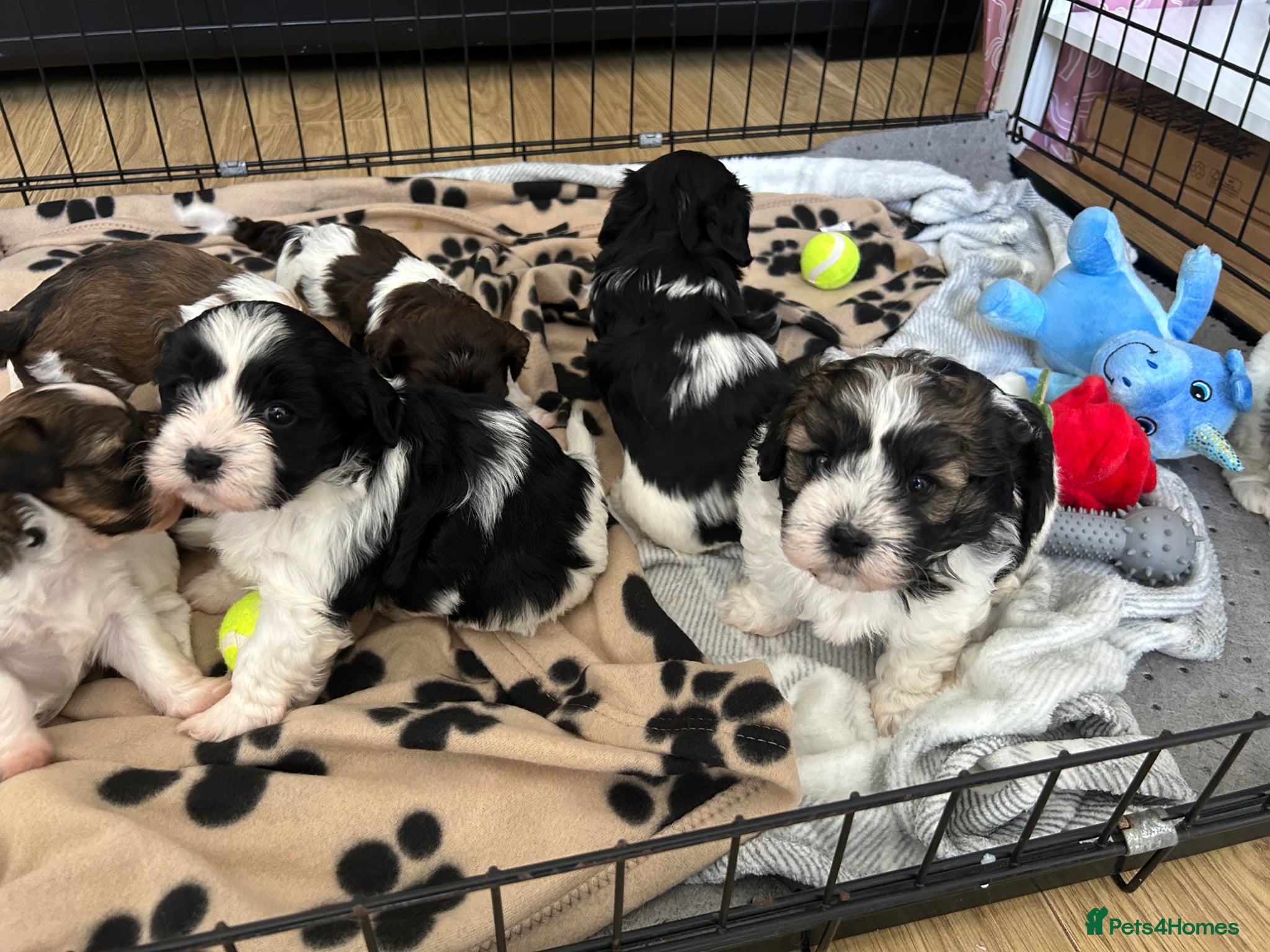 Havanese dogs Beautiful KC Registered Havanese Puppies - Advert 2