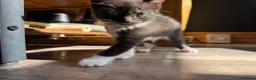 Mixed Breed cats for sale: Beautiful kittens  in Manchester - Advert 13