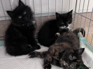 British Shorthair cats Cat and her kittens - Advert 6