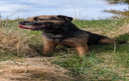 Mixed Breed dogs for sale: Cracking terrier pups - Image 10