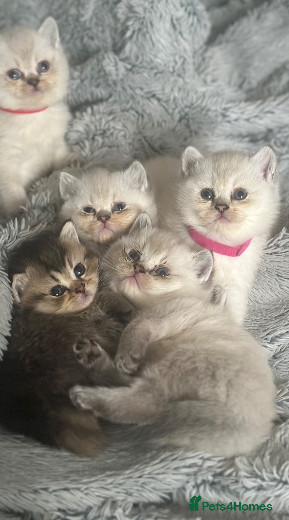 British Shorthair cats GCCF BSH colour point kittens  - Advert 1
