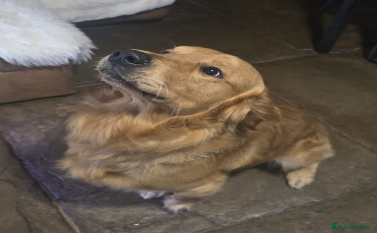 Golden Retriever dogs - Advert 2