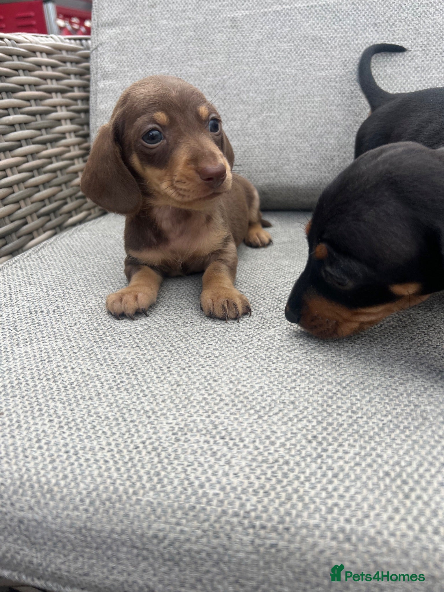 Dachshund dogs Dachshund puppies  - Advert 2