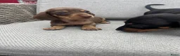Dachshund dogs for sale: Dachshund puppies  - Advert 7