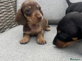 Dachshund dogs Dachshund puppies - Advert 2