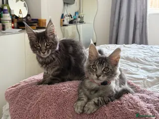 Maine Coon cats ACTIVE GCCF MAINE COON KITTENS 🐾❤️ - Advert 2