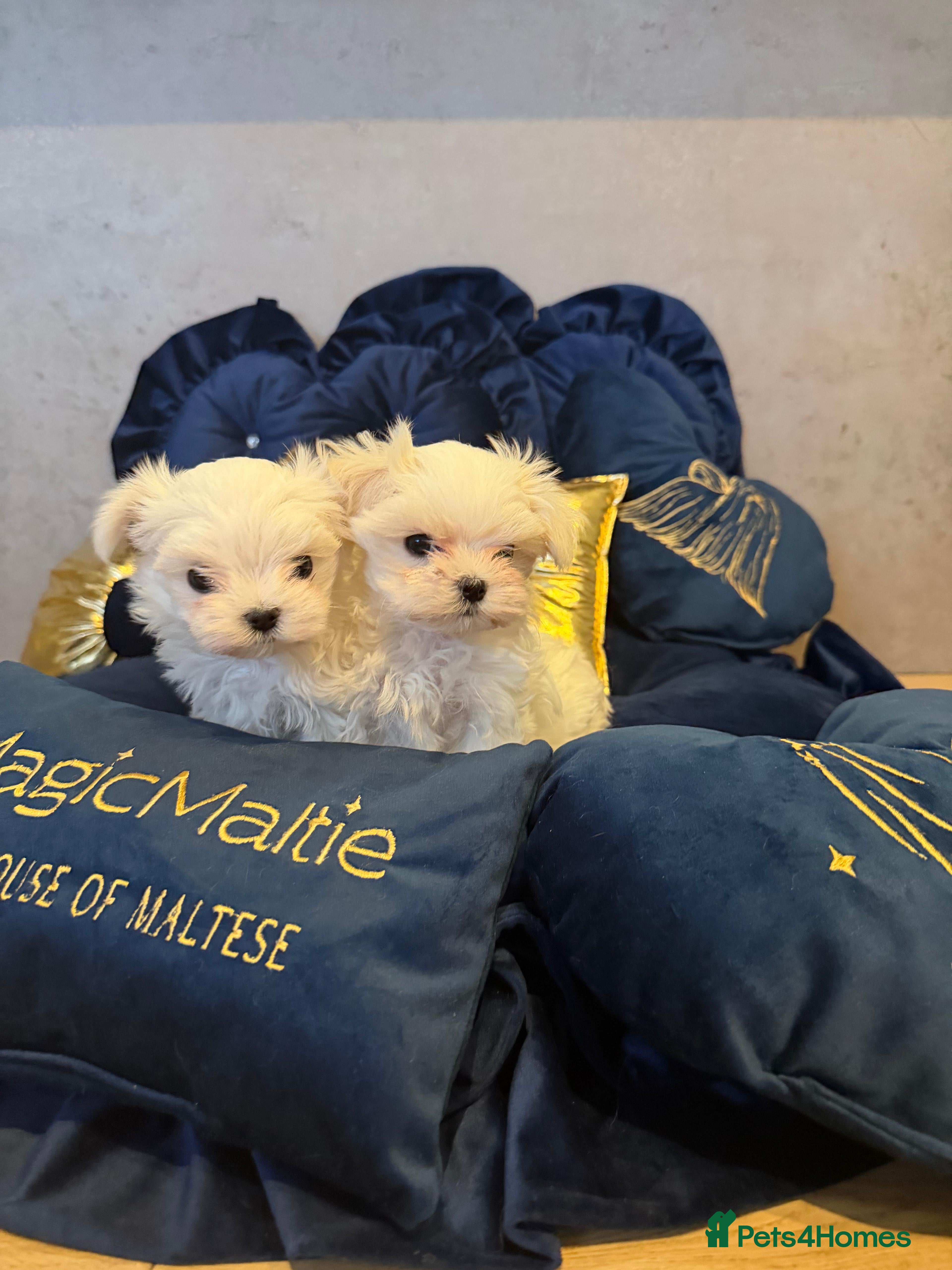 Maltese dogs Pedigree Maltese from Champion parents  - Advert 1