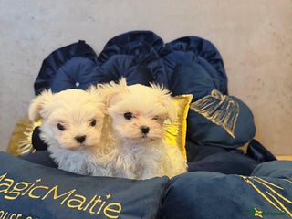 Maltese dogs Pedigree Maltese from Champion parents - Advert 9