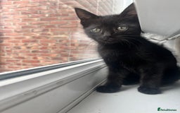 British Shorthair cats for sale: 🐾 Adorable 9-Week-Old Black Kittens 🐾 - Image 3