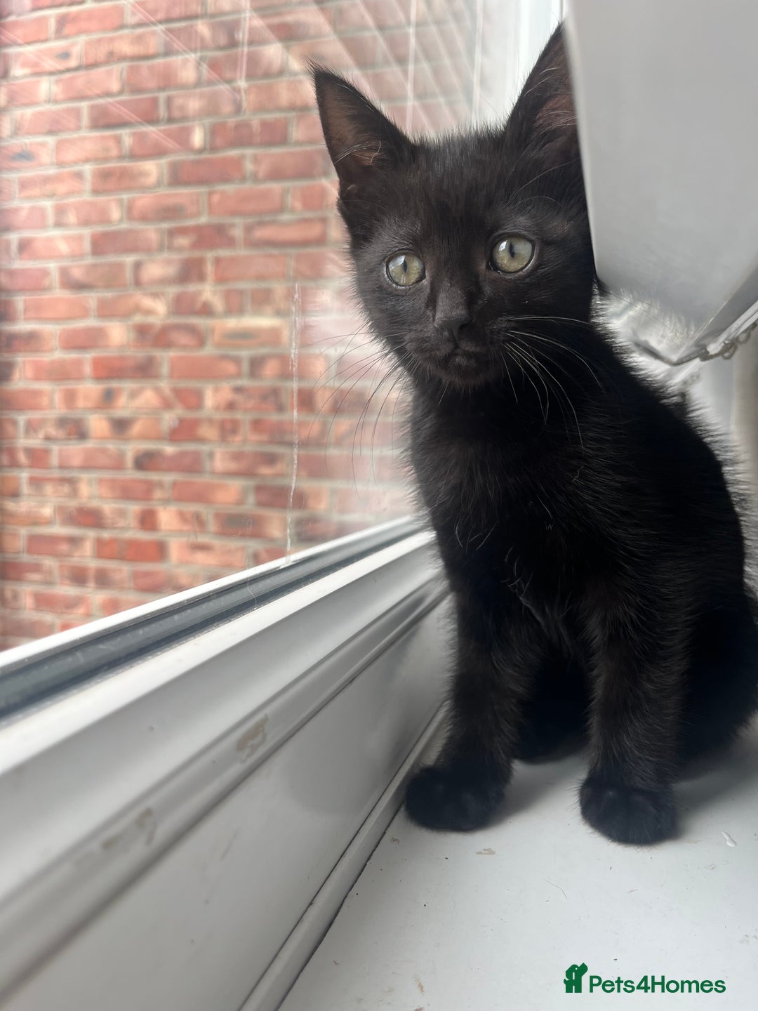 British Shorthair cats for sale: 🐾 Adorable 9-Week-Old Black Kittens 🐾 - Image 3