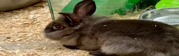 Mixed Breed rabbits for sale: Young rabbits, 9-11 weeks old - Advert 10