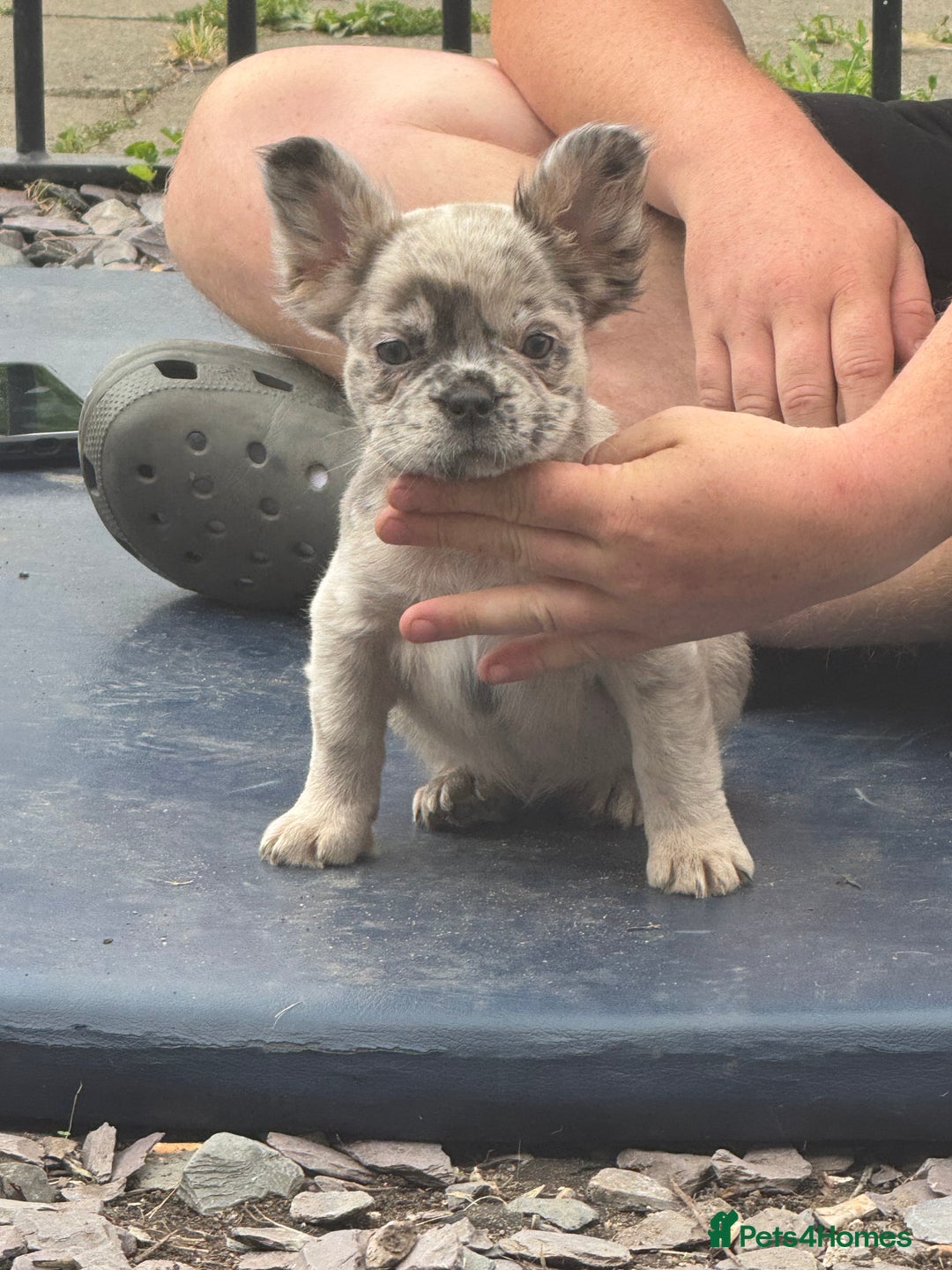 French Bulldog dogs for sale: L4/L5 Fluffy Frenchies - Image 19