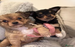 Chihuahua dogs for sale: Gorgeous tiny long coated chihuahua puppies  - Image 12