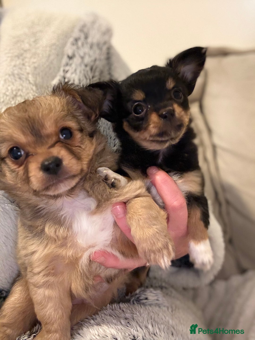 Chihuahua dogs for sale: Gorgeous tiny long coated chihuahua puppies  - Image 12
