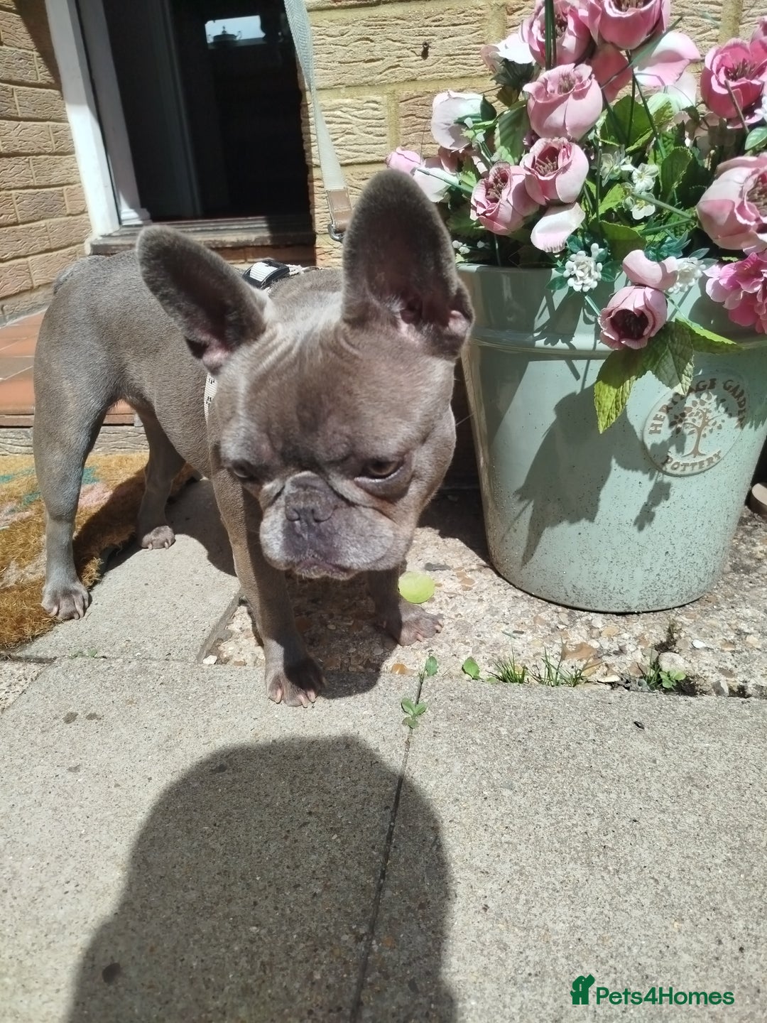 French Bulldog dogs for sale: French Bulldog female blue french 2 years old - Image 3