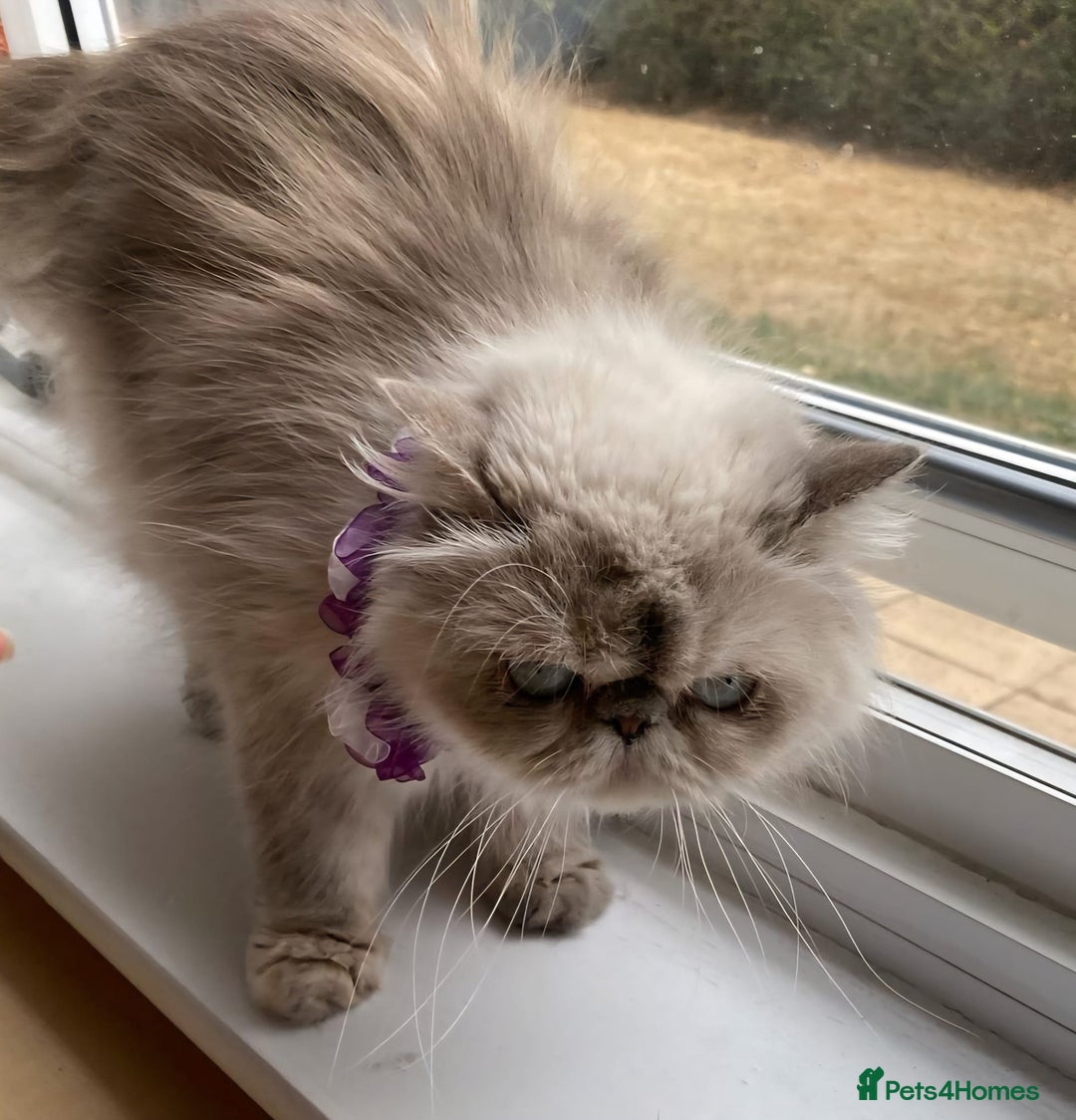 Persian cats for sale: Pure Persian 11 month old girl available now - Image 13