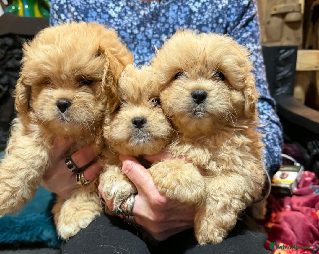 Mixed Breed dogs for sale: Peekapoo puppies, mum pekingese and dad a poodle. - Advert 4