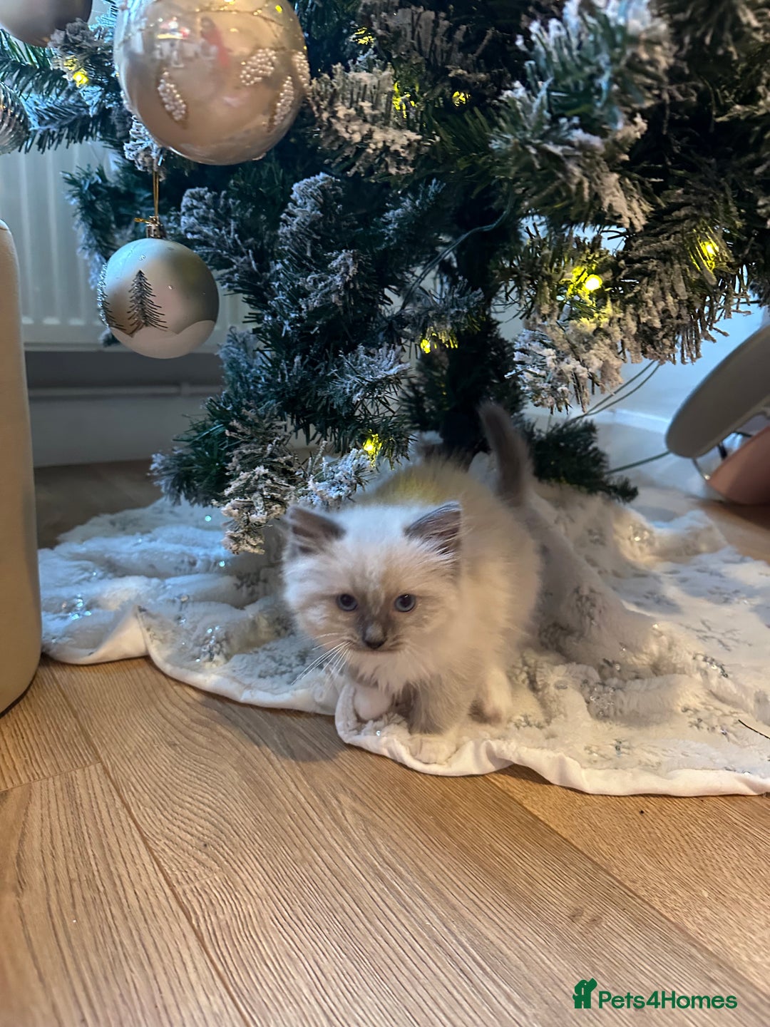 Ragdoll cats for sale: 2 PURE BRED CHAMPION LINE RAGDOLLS READY NOW - Advert 20