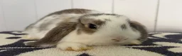 Mini Lop rabbits for sale: Beautiful fluffy mini lops  - Advert 8