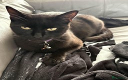 Mixed Breed cats for sale: Only Two Adorable Kittens Left! - Image 11