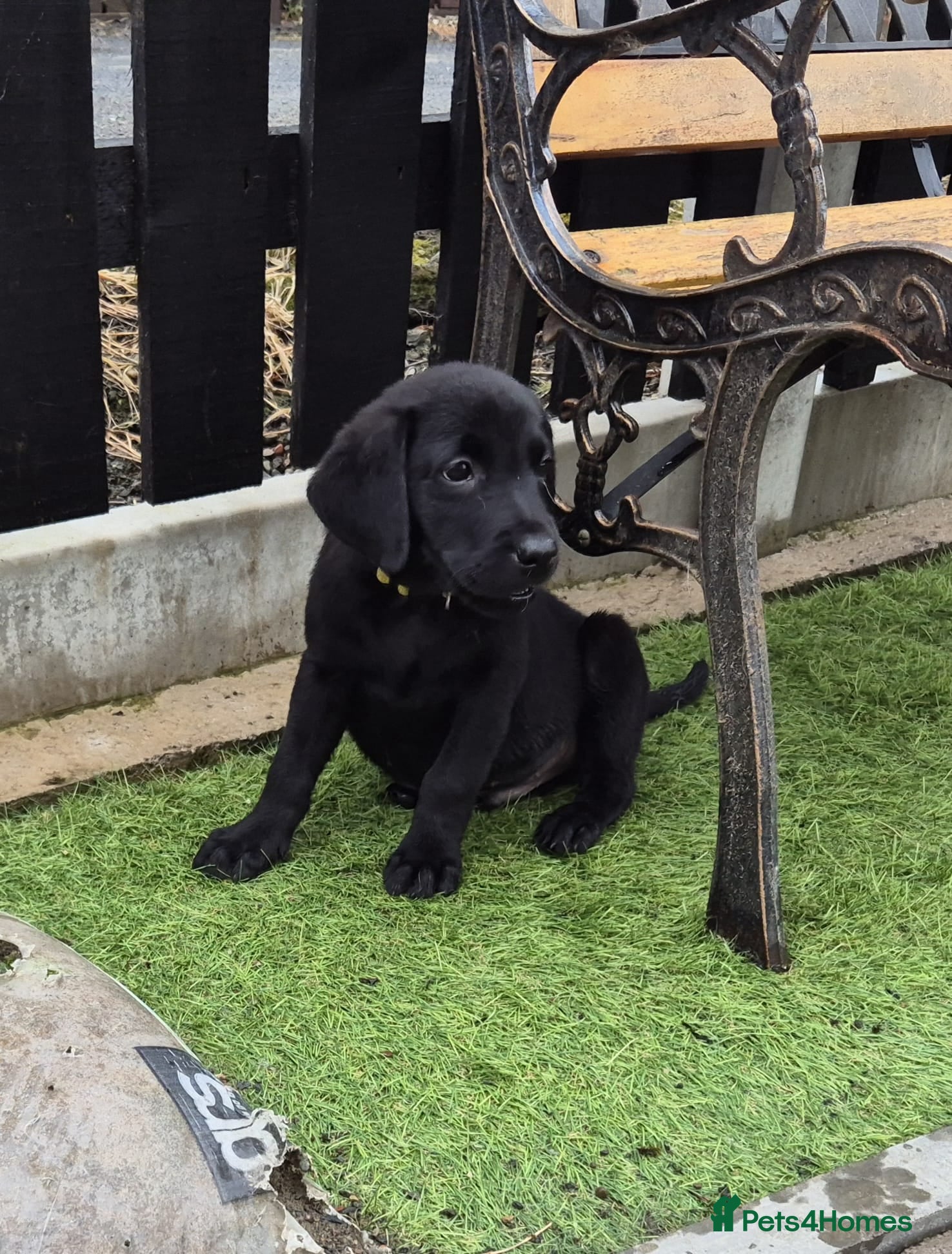 Labrador Retriever dogs Last 3 Top Quality male KC Reg Labrador Pups - Advert 3